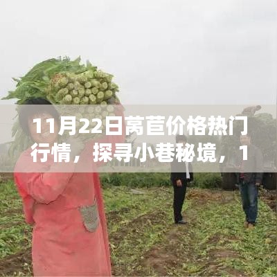 11月22日莴苣价格热门行情，探寻小巷秘境，11月22日莴苣价格的背后故事