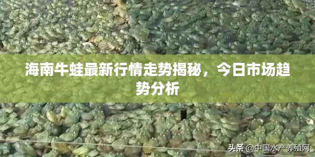 海南牛蛙最新行情走势揭秘，今日市场趋势分析