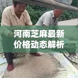 河南芝麻最新价格动态解析，今日行情及分析
