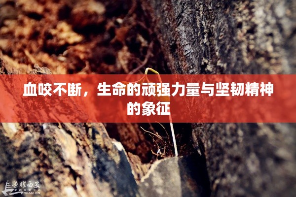 血咬不断，生命的顽强力量与坚韧精神的象征