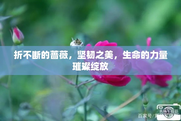 折不断的蔷薇，坚韧之美，生命的力量璀璨绽放