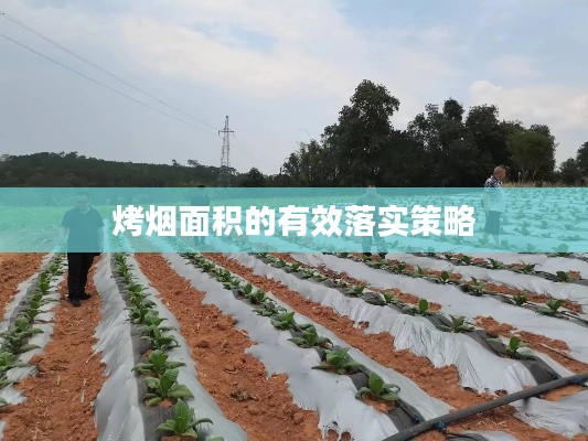 烤烟面积的有效落实策略