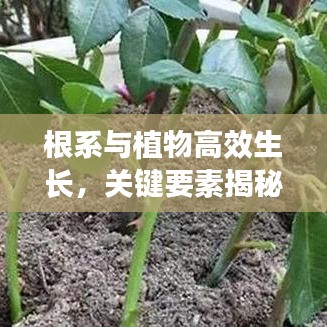 根系与植物高效生长，关键要素揭秘，助力植物茁壮生长！